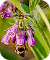 Allantoin