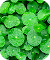 Centella Asiatica Plant Stem Cells
