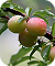 Kakadu Plum