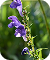 Scutellaria Baicalensis / Skullcap Root Extract