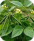 Vigna Radiata Plant Stem Cells